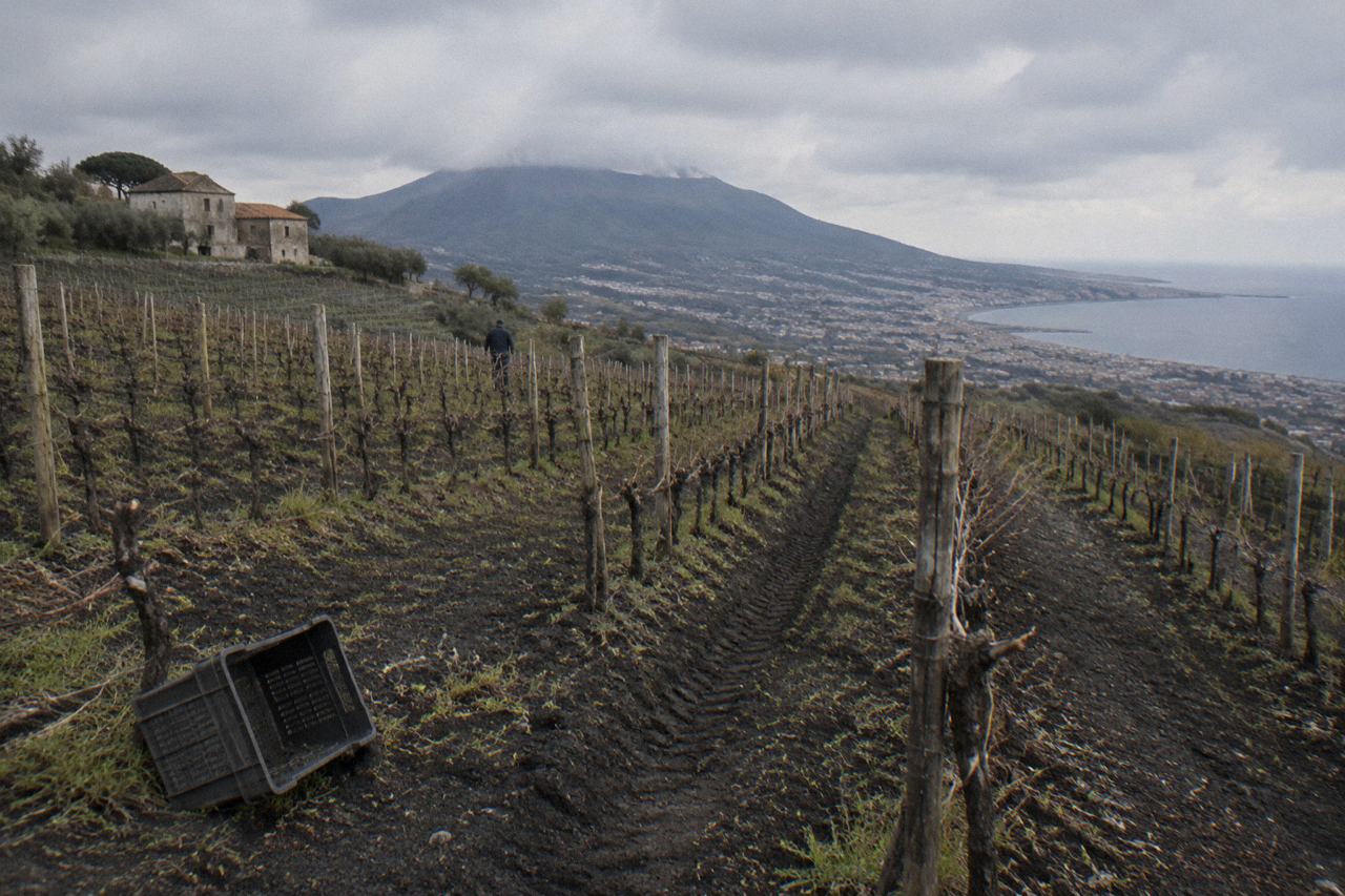 Lacryma Christi vineyard rows on the slopes of Vesuvius with the volcano summit above and the bay below
