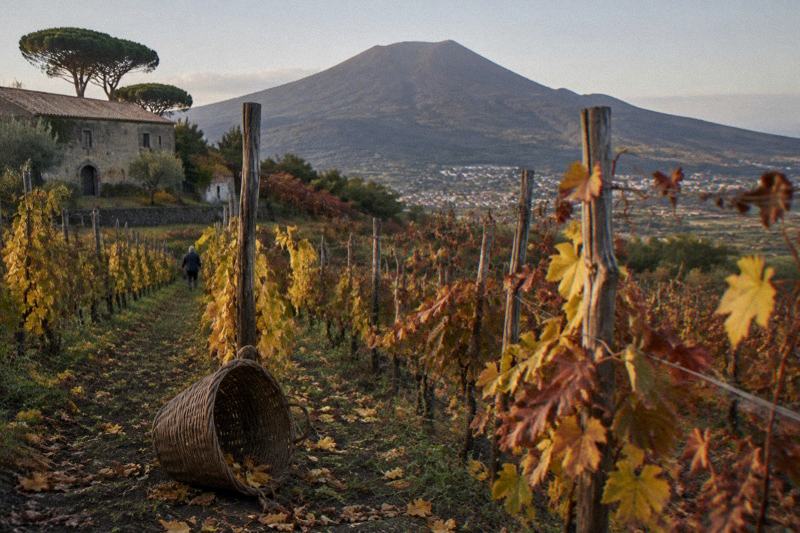 Autumn vineyards on the slopes of Vesuvius with yellow and red vine foliage and the cone above in soft light