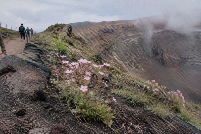 Spring flowers along the Gran Cono trail on Vesuvius with the crater rim above and soft cloud