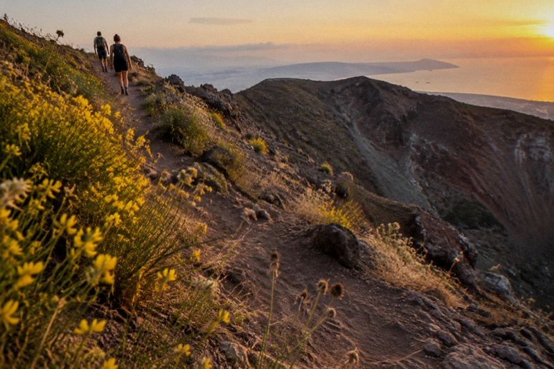 Broom blossom fading on Vesuvius slopes in warm June light, hikers on the trail to the crater
