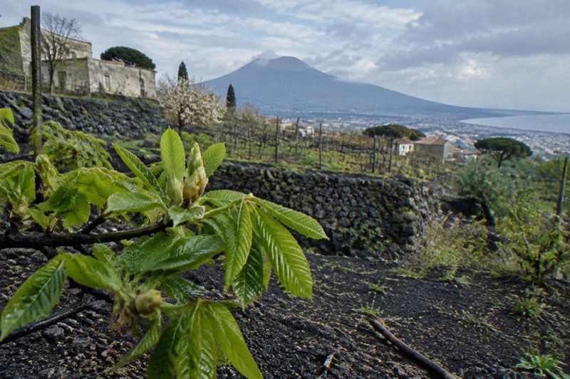 Early spring green on the lower slopes of Vesuvius with fresh green growth on chestnut trees and clear light