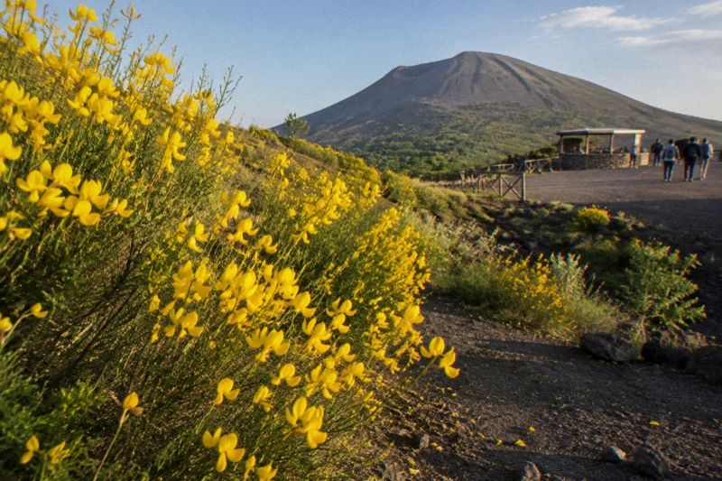Yellow Spanish broom blossom covering the slopes of Vesuvius in May with the cone behind