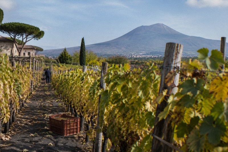 October grape harvest rows on the slopes of Vesuvius with golden vine foliage and the cone above