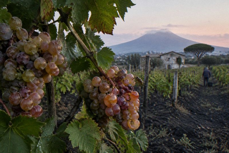 Late-summer light on the Vesuvius crater with grapes ripening on vines on the lower slope