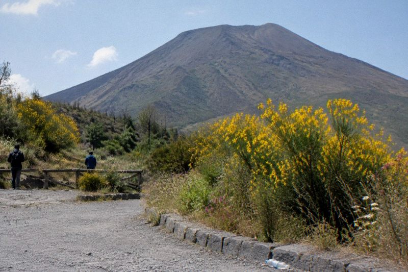 Yellow broom and wildflowers on the lower slopes of Vesuvius in spring with the cone above and green fields below