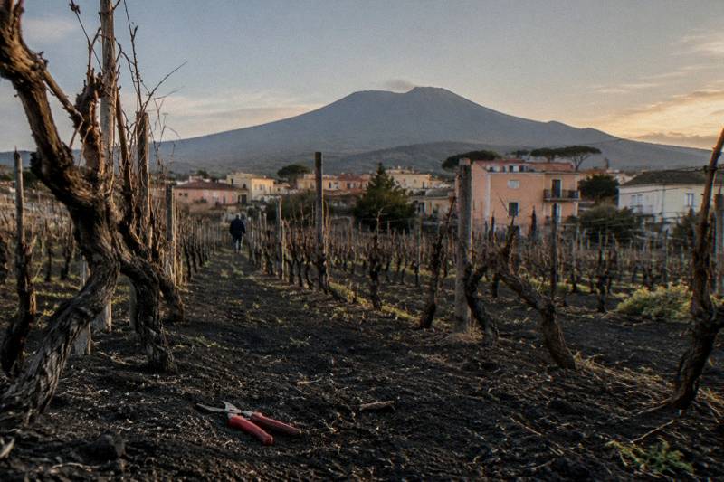 Vineyard Tasting, Lunch or Dinner