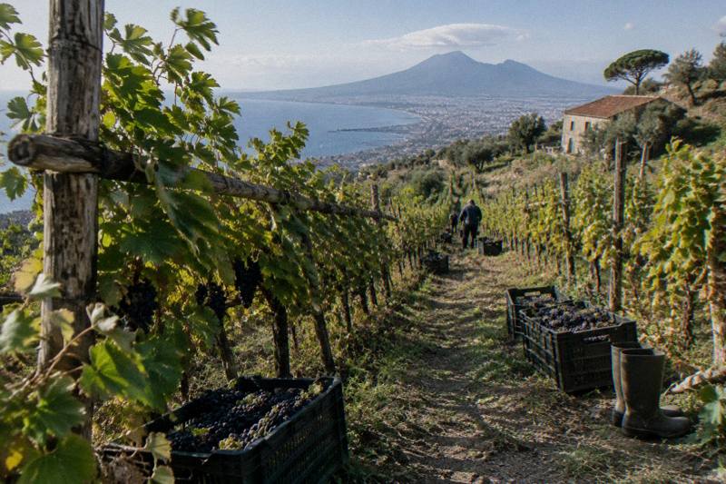 Superior Tasting, Organic Wines