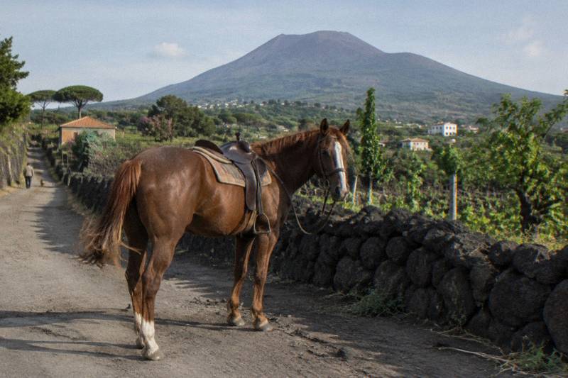 Horse Riding, Wine-Tasting Lunch