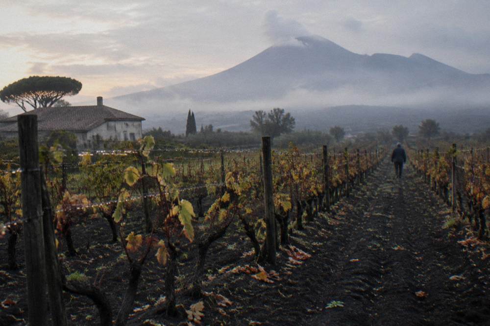 Rows of vine vines growing in dark volcanic soil on the lower slopes of Vesuvius