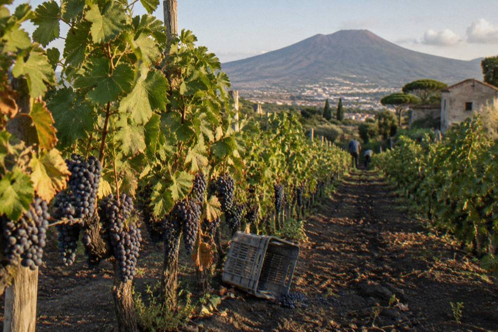 Rows of grapevines growing in dark volcanic soil on the lower slopes of Mount Vesuvius