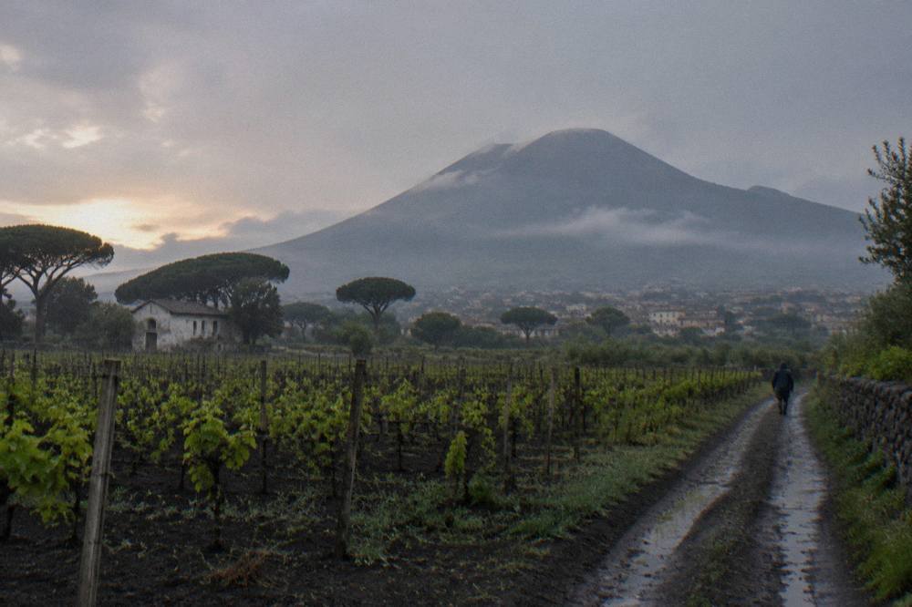 The volcanic slopes of Vesuvius rising above pine woods and farmland