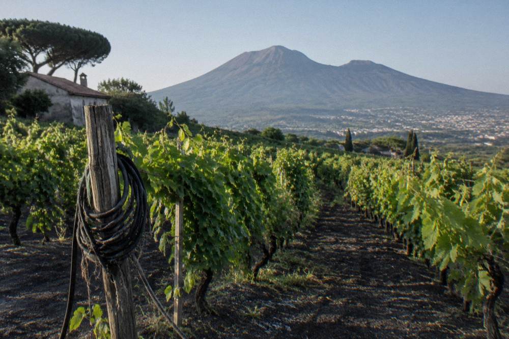 Vineyard rows on the slopes of Vesuvius with the volcanic cone rising behind