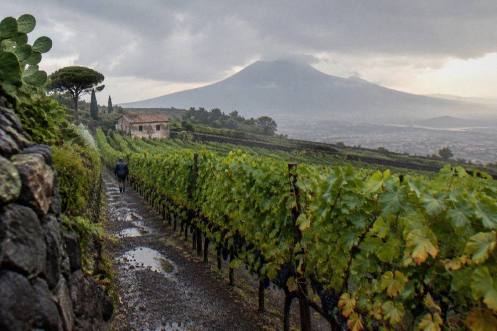 Terraced vineyards on the volcanic slopes below the Vesuvius summit