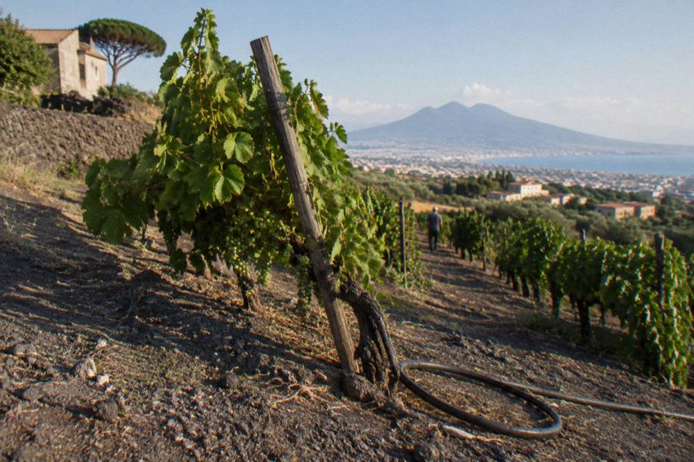 Dark volcanic ash soil visible between rows of vines on a sunny slope