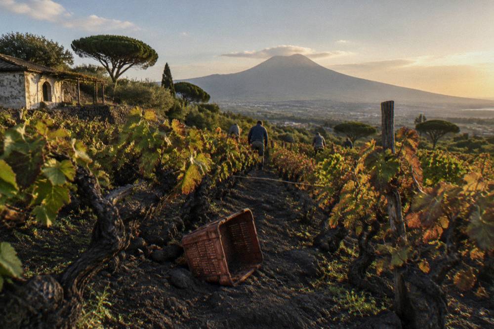 Vineyards and towns spread across the lower slopes of the Vesuvius National Park