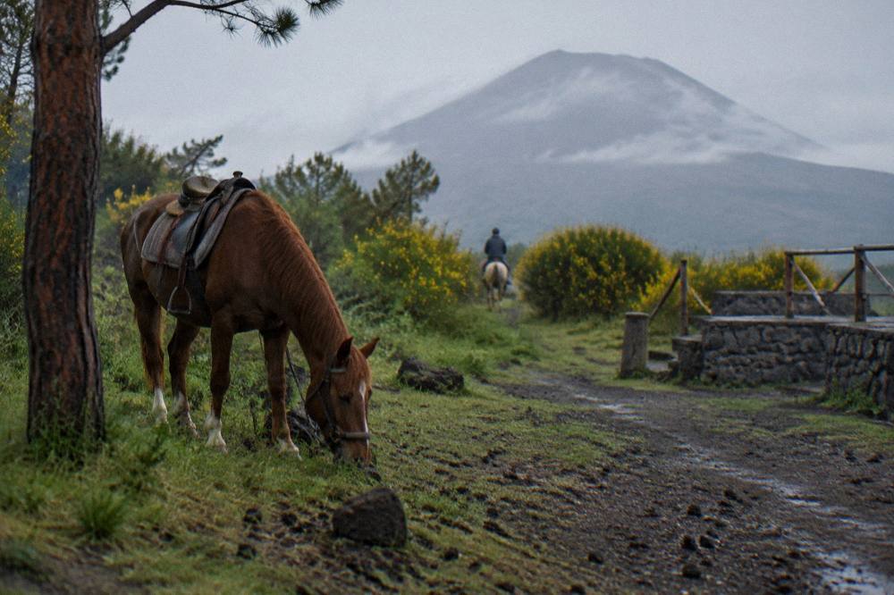 A horse standing on a grassy track on the green slopes of Vesuvius