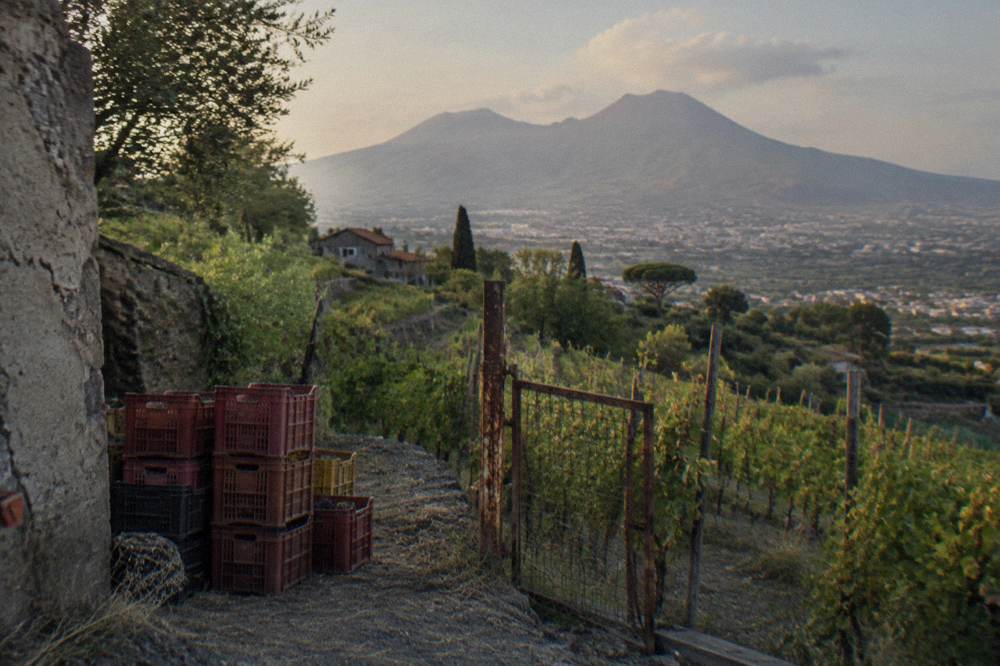 Vesuvius slopes with terraced vineyards in soft late afternoon light