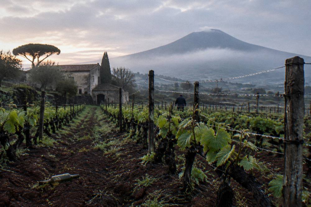 Vineyards planted on the lower volcanic slopes of Vesuvius with the dark cone above