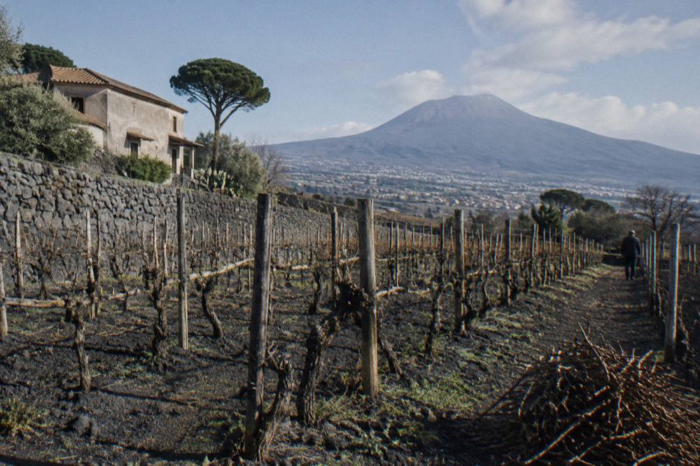 Rows of grapevines growing in dark volcanic soil on a Vesuvius hillside