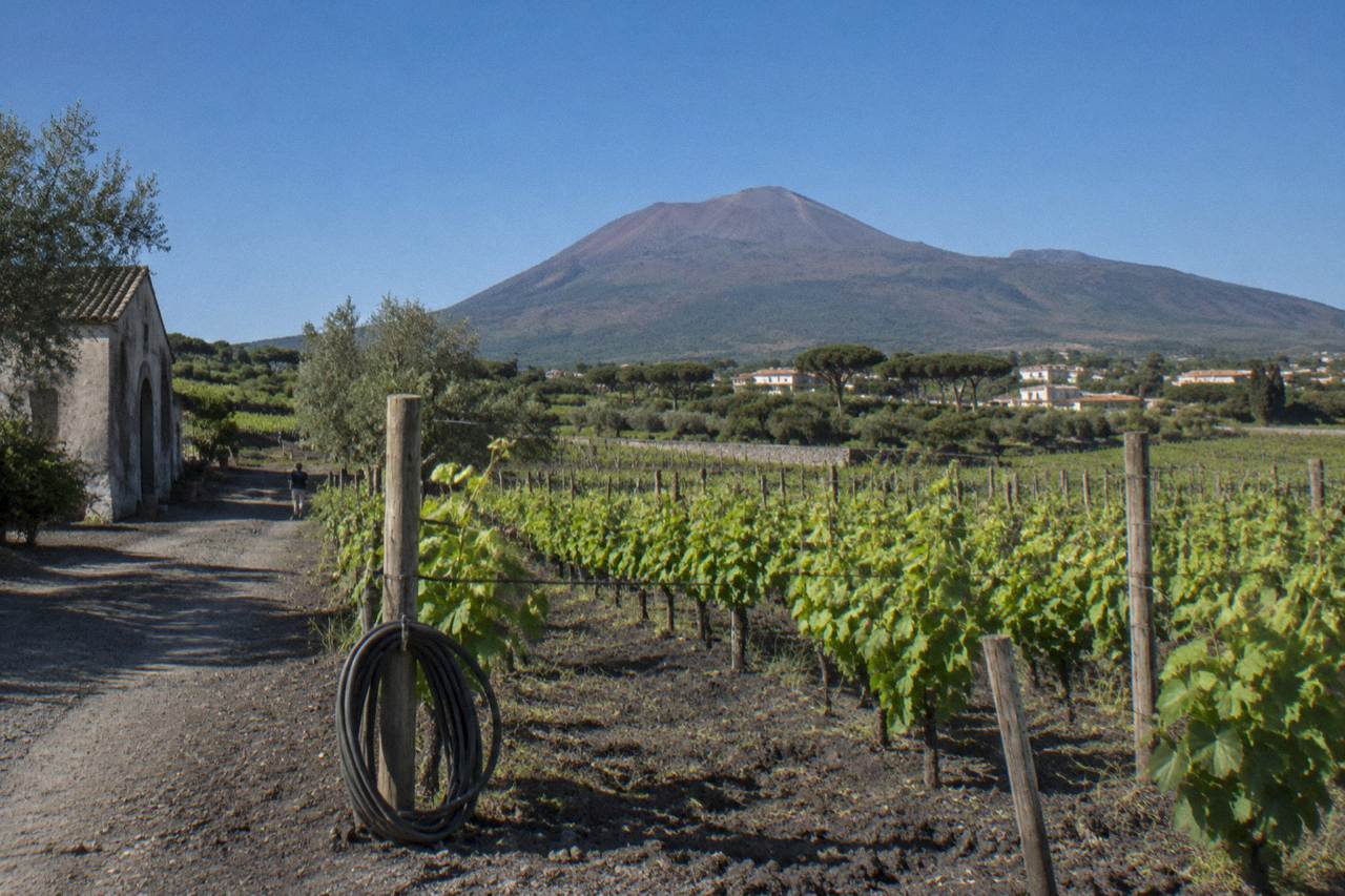 Vineyard rows on the slopes of Mount Vesuvius under a clear sky