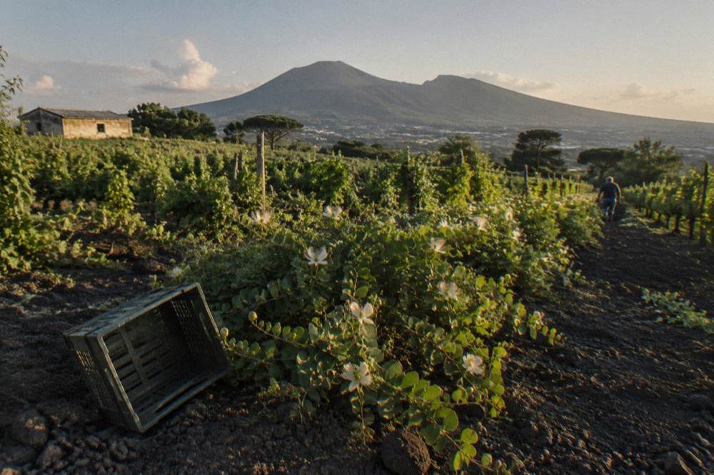 Vineyard rows on the volcanic slopes of Vesuvius with the Somma ridge behind