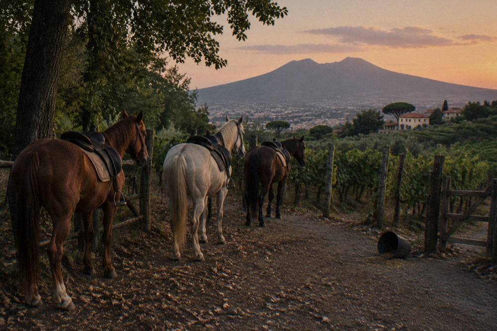 Horses standing on a wooded track on the Vesuvius slopes in low evening light