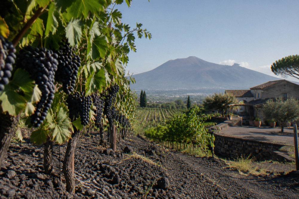 A vineyard row with dark volcanic soil and ripening grape clusters below the ridge of Mount Vesuvius
