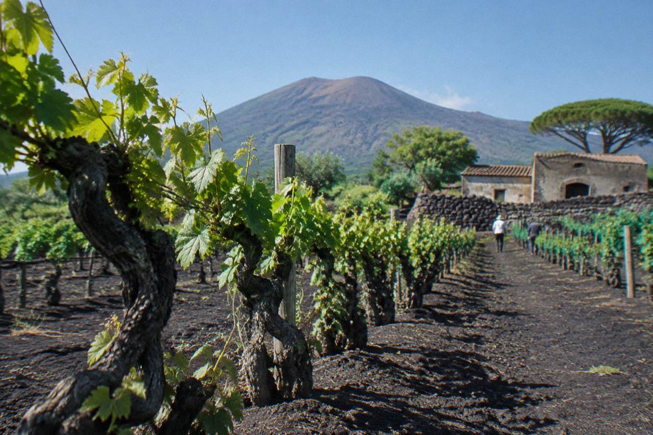 Rows of grapevines growing on the dark volcanic slopes of Mount Vesuvius under a clear sky