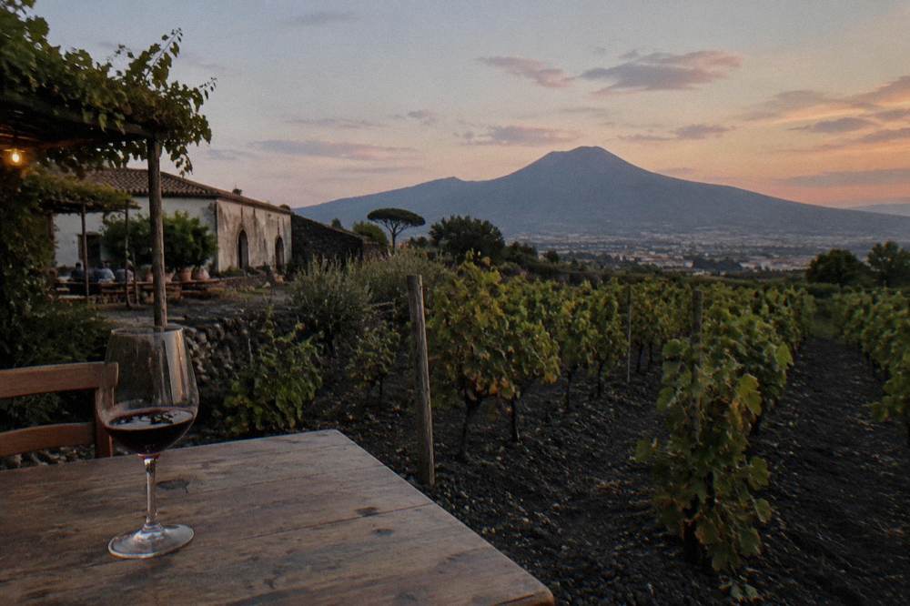 Rows of grapevines growing on black volcanic soil below the volcano