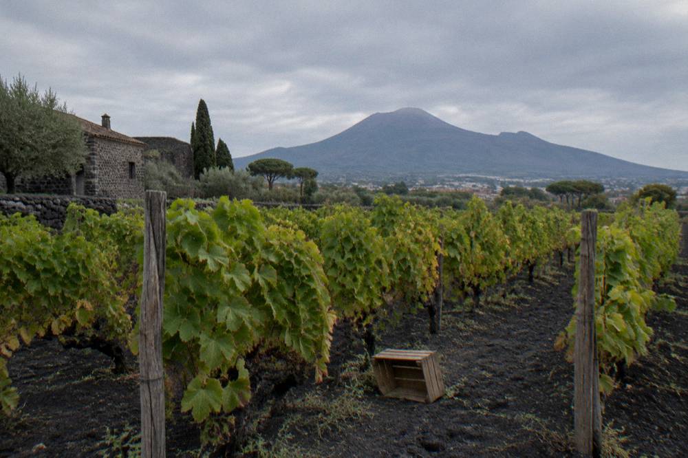A vineyard on the lower slopes of Vesuvius with rows of vines and the volcanic cone behind.