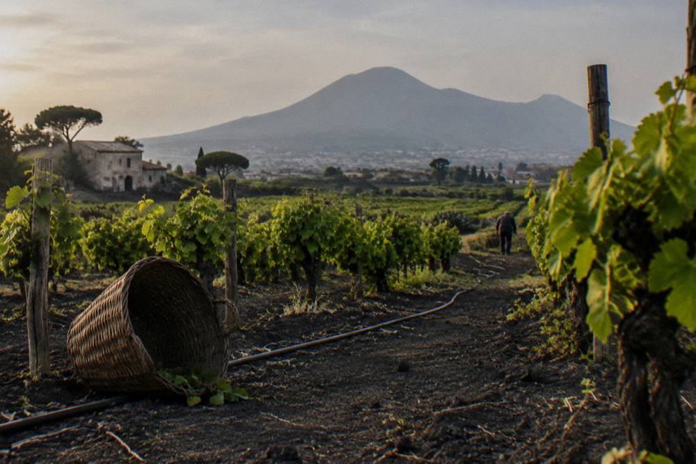 Vineyard rows on the lower slopes of Vesuvius with the volcano above